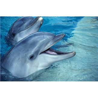 BottlenoseDolphins.jpg