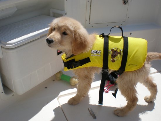 puppyvest.jpg